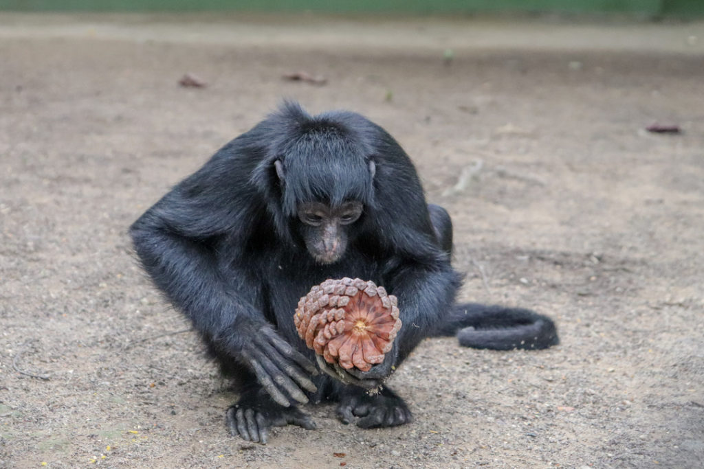 Macaco-prego-do-peito-amarelo e sua conservação no BioParque do Rio!