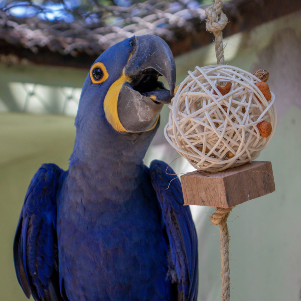 BioParque do Rio: Apadrinhamento do macaco-prego-do-peito-amarelo