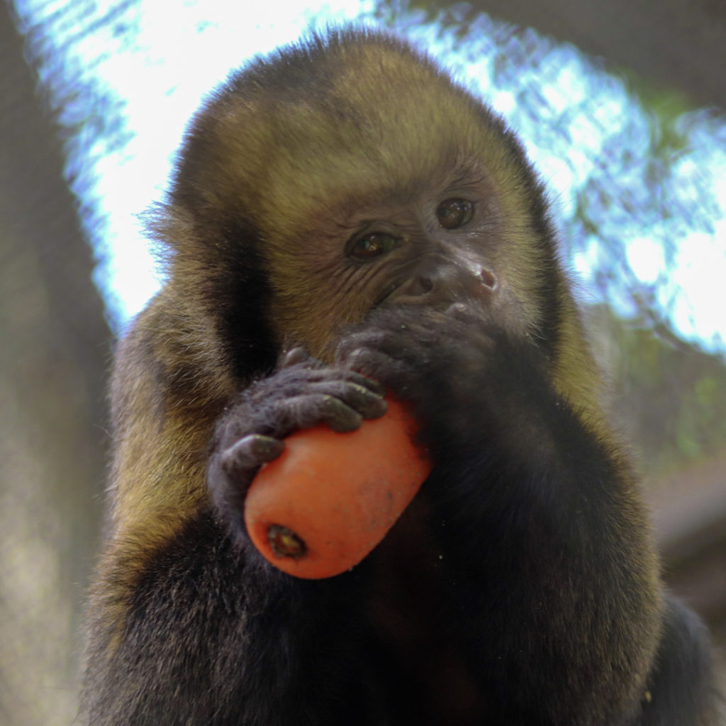 BioParque do Rio: Apadrinhamento do macaco-prego-do-peito-amarelo