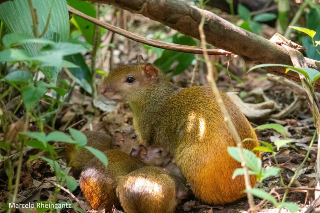 Espécie em risco, macaco-prego-do-peito-amarelo nasce no Bioparque