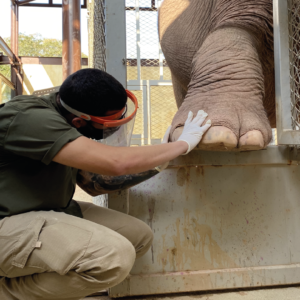 Tratador com Elefante asiático